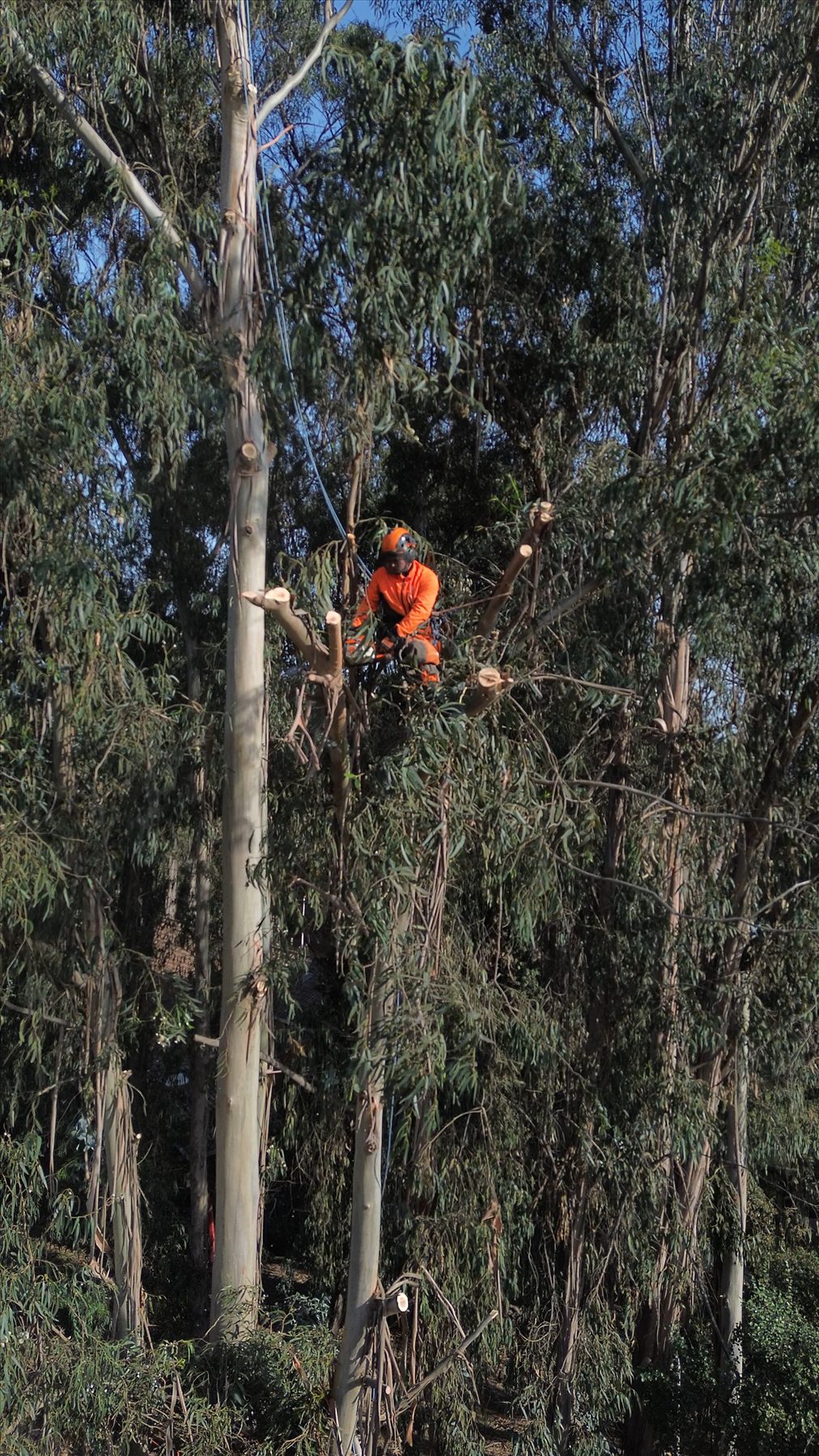 Poda en altura EcoTalas