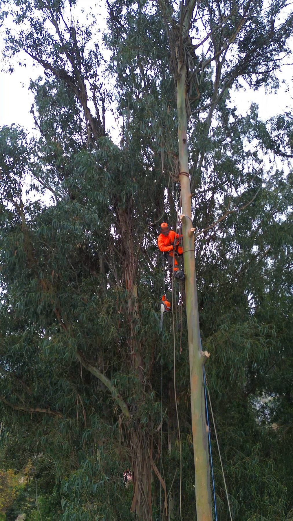 Trabajo forestal en altura
