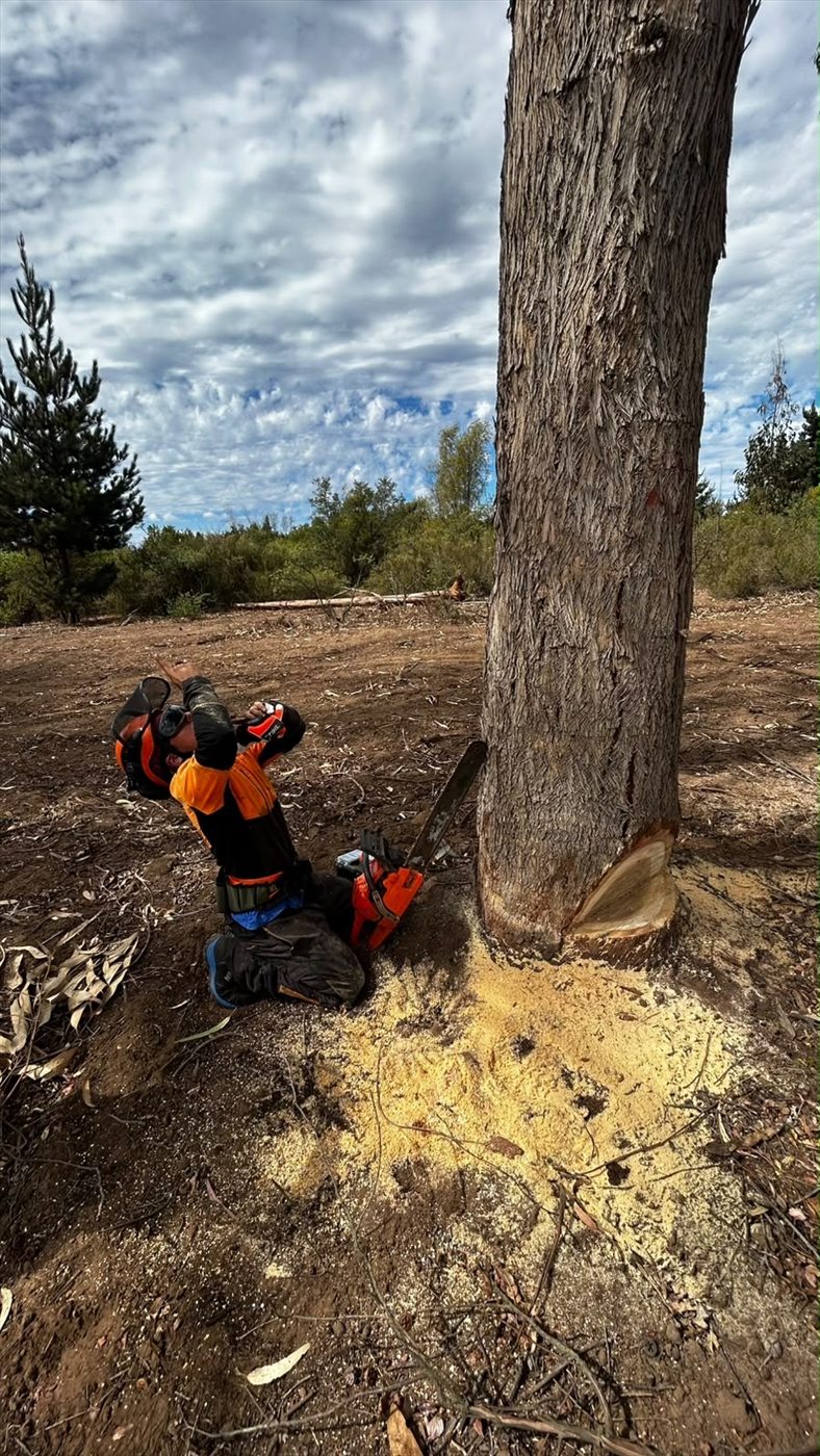 Trabajo con árbol de gran porte