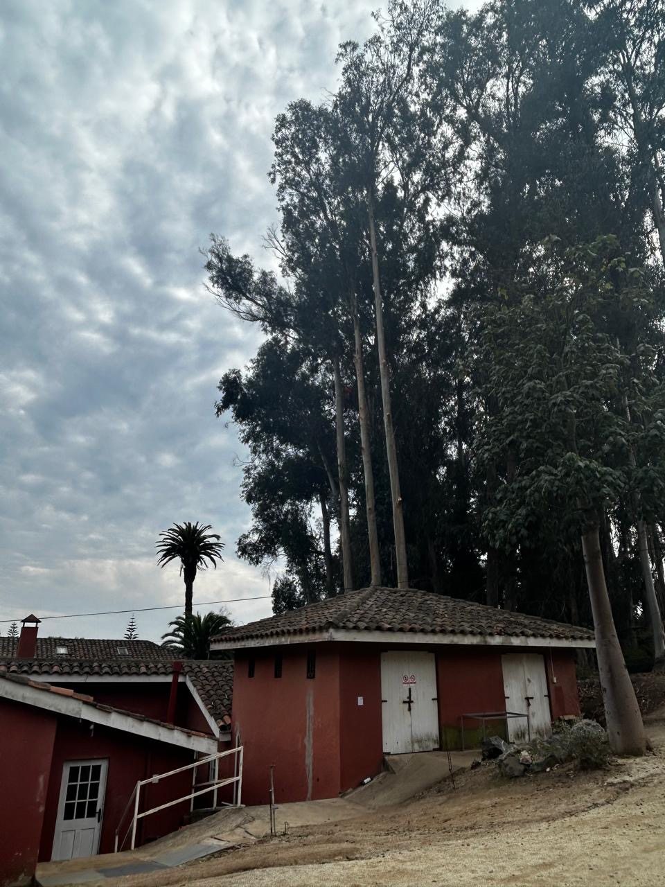 Árboles junto a vivienda